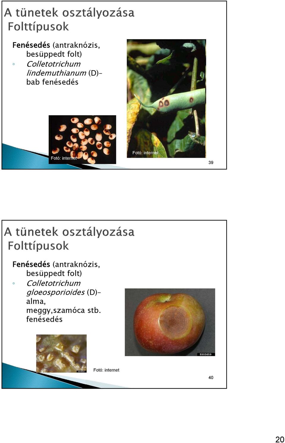 Colletotrichum gloeosporioides (D) alma,