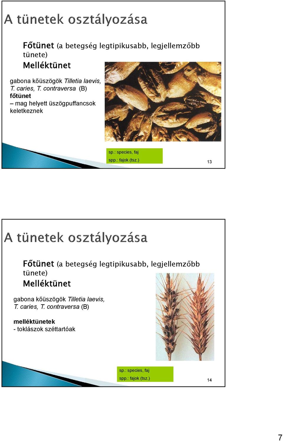 : fajok (tsz.) 13  caries, T. contraversa (B) melléktünetek - toklászok széttartóak sp.: species, faj spp.