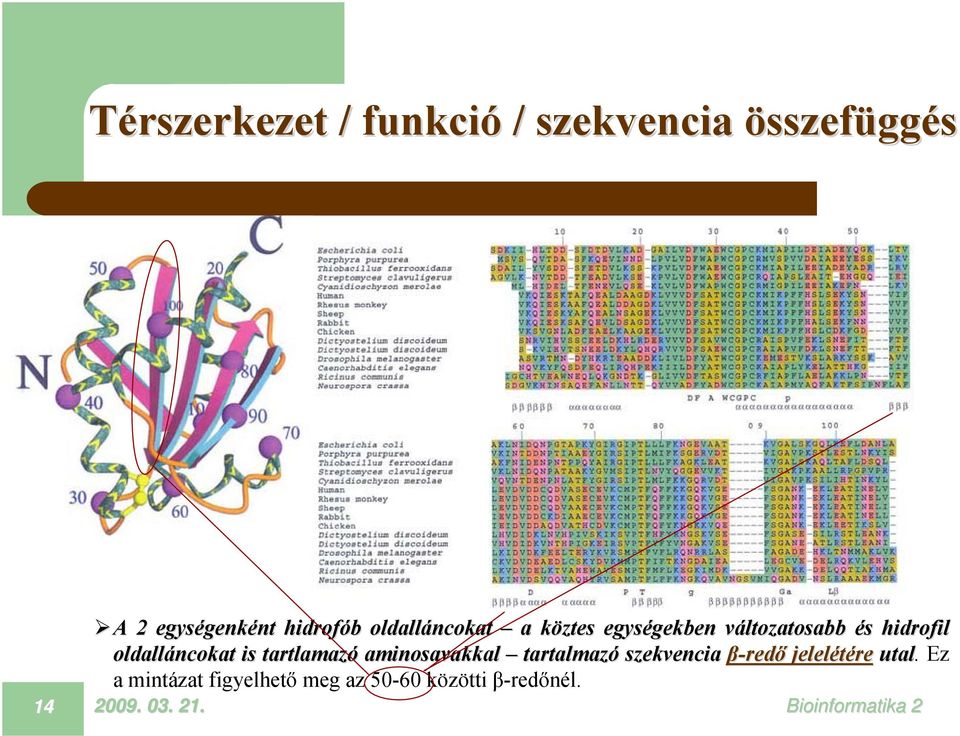 hidrofil oldalláncokat is tartlamazó aminosavakkal tartalmazó szekvencia β-redő