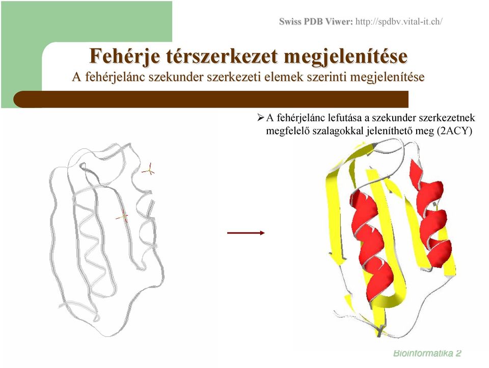 szekunder szerkezeti elemek szerinti megjelenítése A fehérjelánc