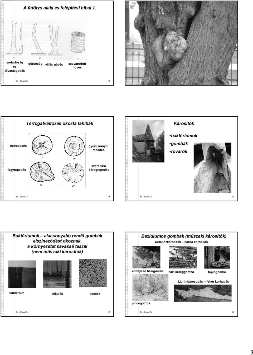 14 Térfogatváltozás okozta fahibák Károsítók bélrepedés gyűrű irányú repedés baktériumok gombák rovarok fagyrepedés száradási kéregrepedés Fa - Józsa Zs. 15 Fa - Józsa Zs.