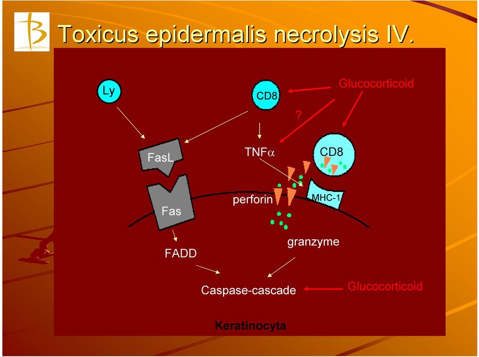 Glucocorticoid FasL TNF CD8 Fas FADD