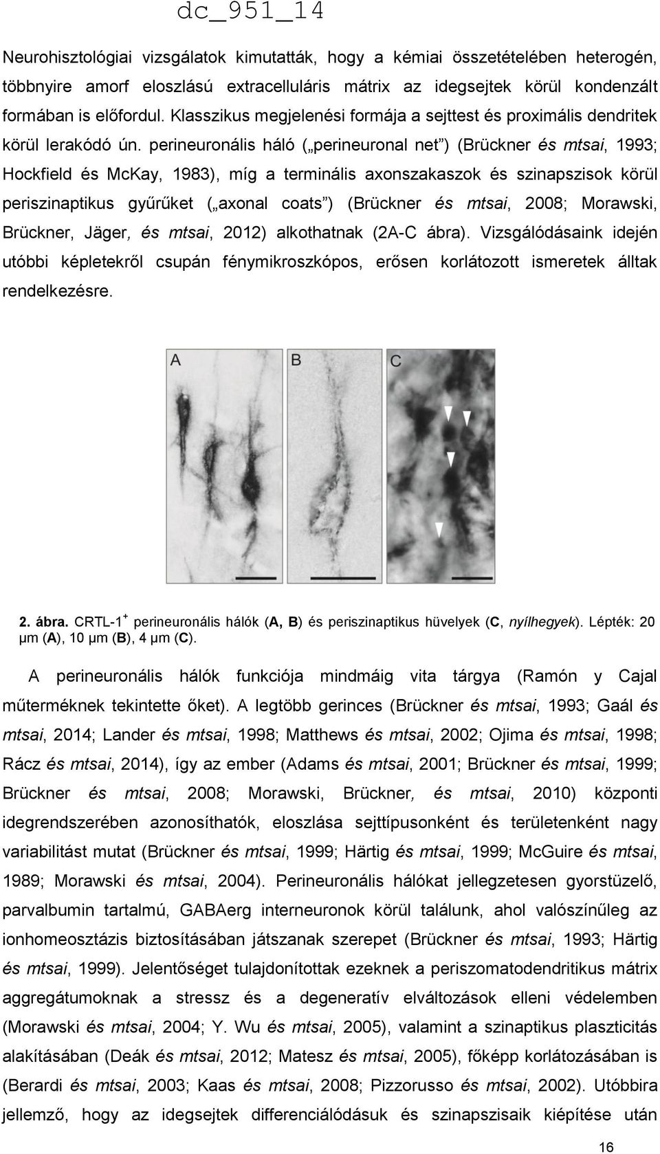 perineuronális háló ( perineuronal net ) (Brückner és mtsai, 1993; Hockfield és McKay, 1983), míg a terminális axonszakaszok és szinapszisok körül periszinaptikus gyűrűket ( axonal coats ) (Brückner