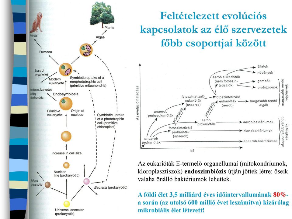 létre: őseik valaha önálló baktériumok lehettek.