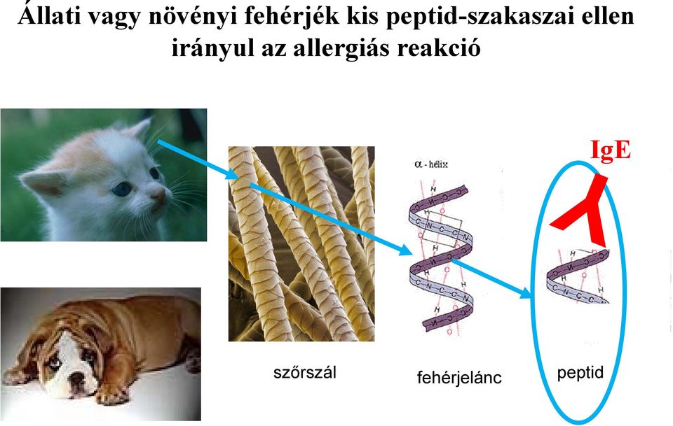 irányul az allergiás reakció