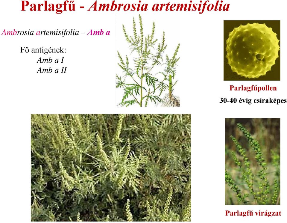 a II Parlagfű Ambrosia artemisiifolia