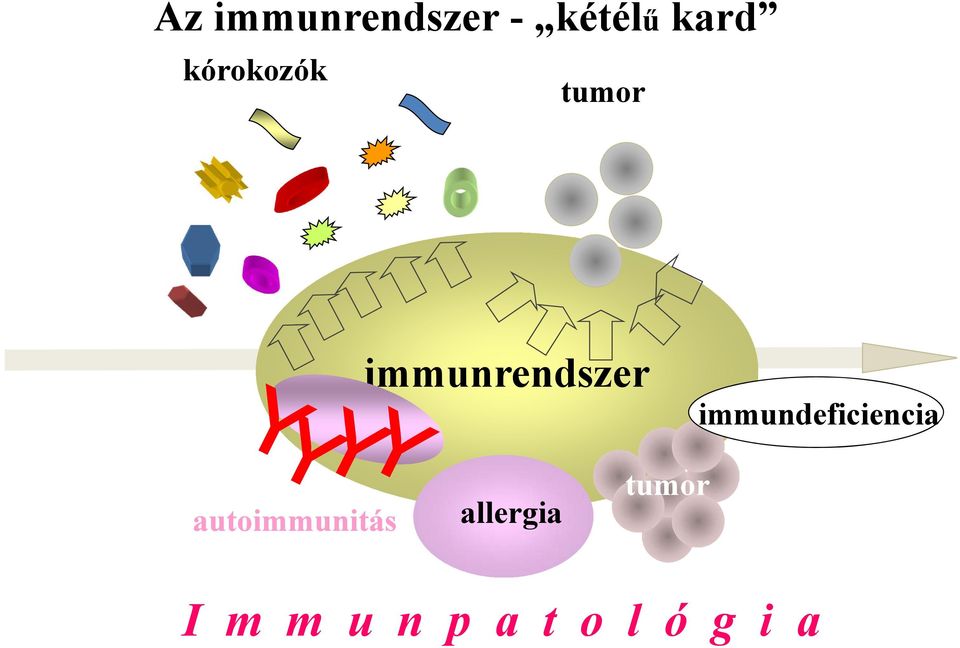 immundeficiencia autoimmunitás