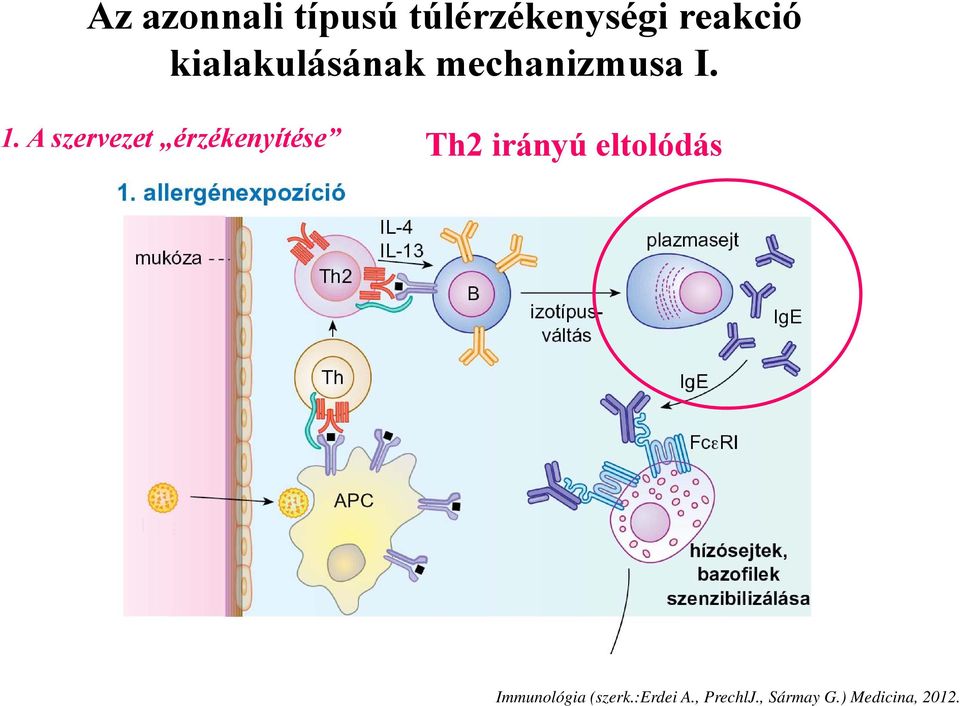 A szervezet érzékenyítése Th2 irányú eltolódás