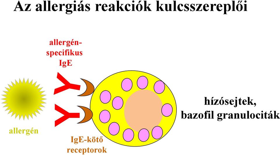 allergénspecifikus IgE