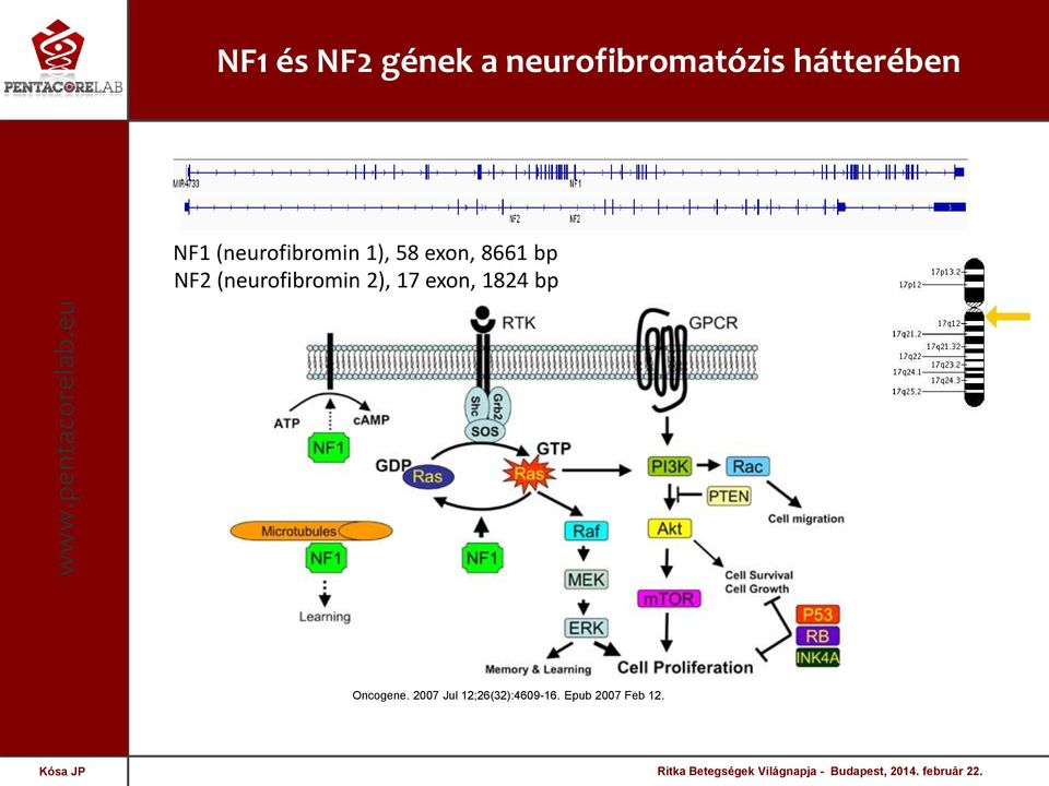 exon, 1824 bp Oncogene. 2007 Jul 12;26(32):4609-16.