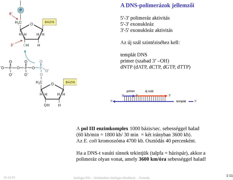 bázis/sec. sebességgel halad (60 kb/min = 1800 kb/ 30 min = két irányban 3600 kb). Az E. coli kromoszóma 4700 kb.