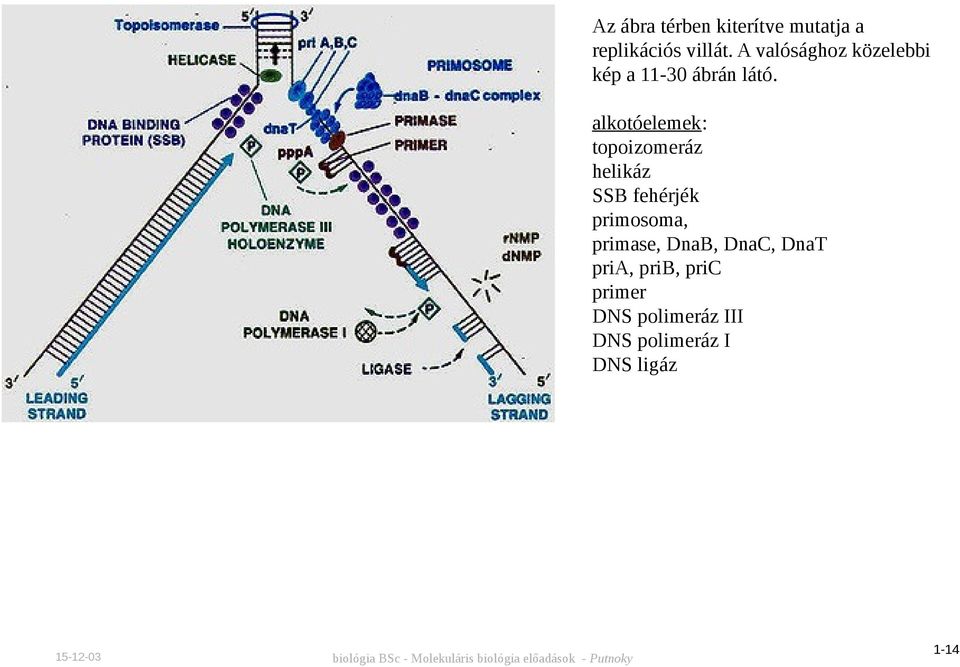 alkotóelemek: topoizomeráz helikáz SSB fehérjék primosoma,