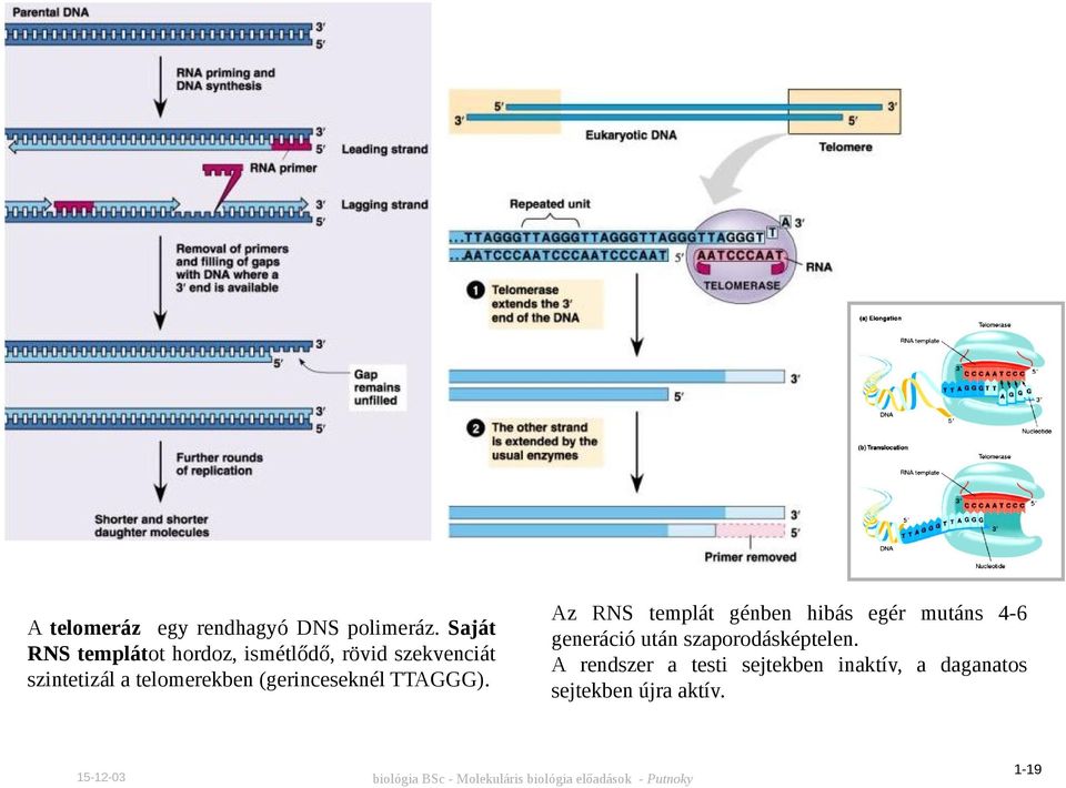 telomerekben (gerinceseknél TTAGGG).