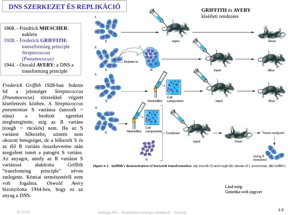 A Streptococcus pneumoniae S variánsa (smooth = síma) a beoltott egereket megbetegítette, míg az R variáns (rough = rücskös) nem.