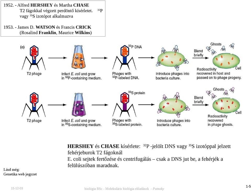 WATSON és Francis CRICK (Rosalind Franklin, Maurice Wilkins) Lásd még: Genetika web jegyzet HERSHEY és