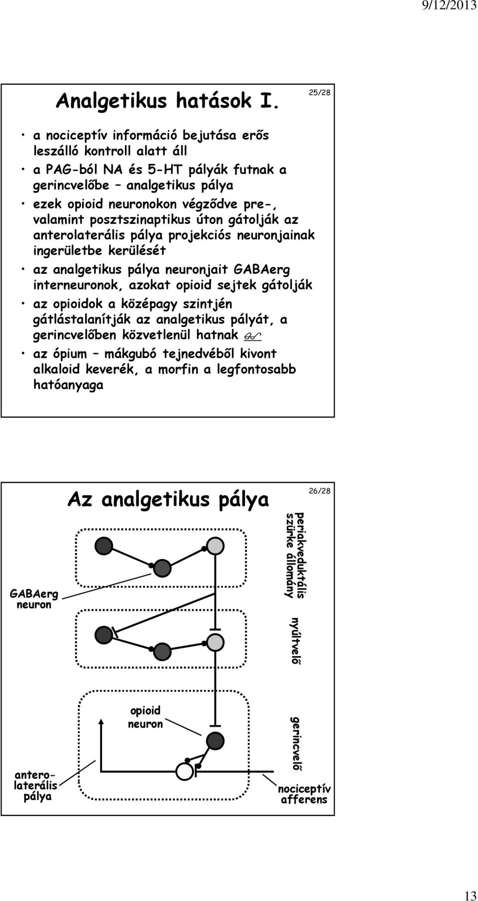 posztszinaptikus úton gátolják az anterolaterális pálya projekciós neuronjainak ingerületbe kerülését az analgetikus pálya neuronjait GABAerg interneuronok, azokat opioid sejtek gátolják