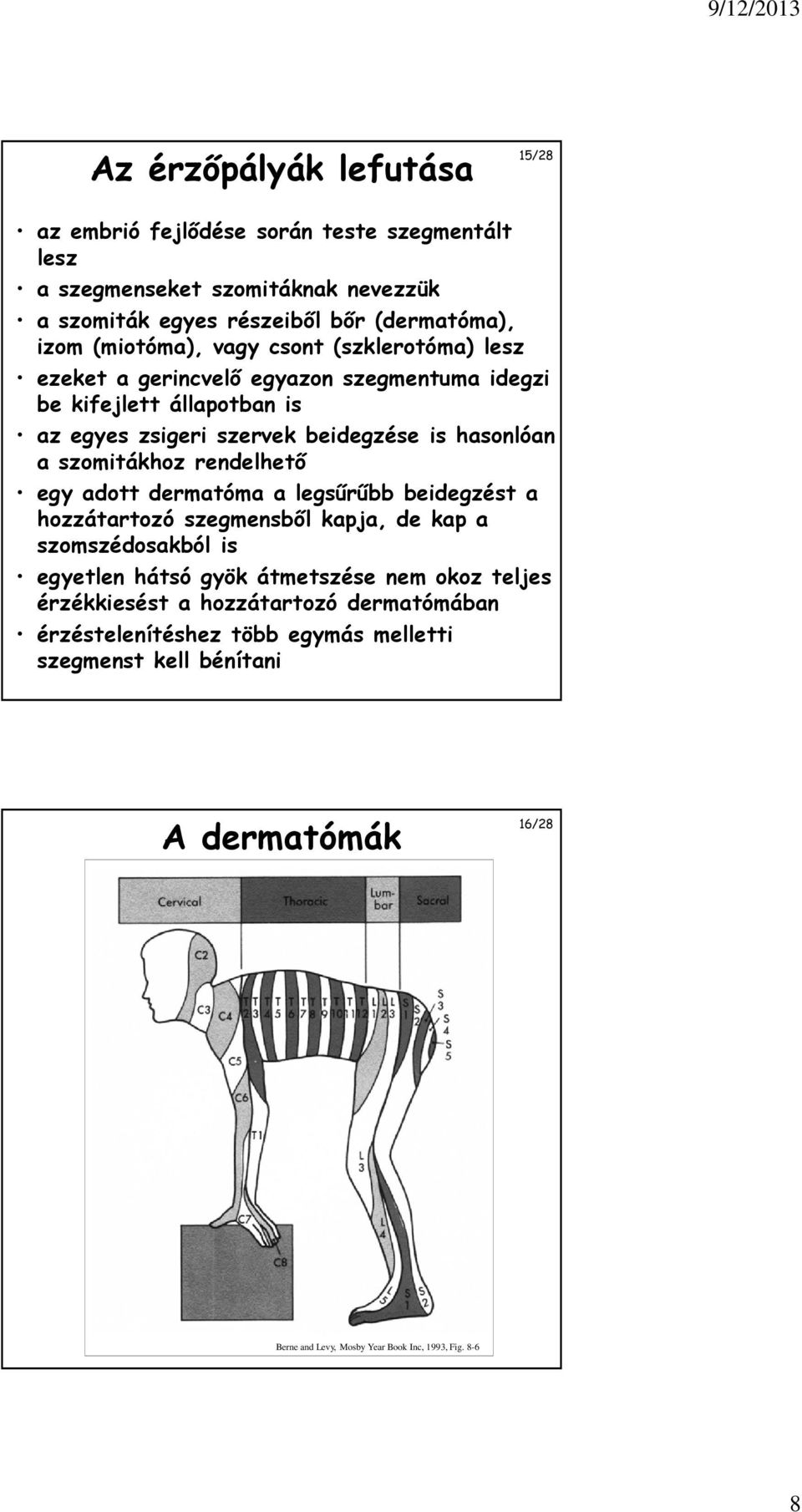 szomitákhoz rendelhető egy adott dermatóma a legsűrűbb beidegzést a hozzátartozó szegmensből kapja, de kap a szomszédosakból is egyetlen hátsó gyök átmetszése nem okoz