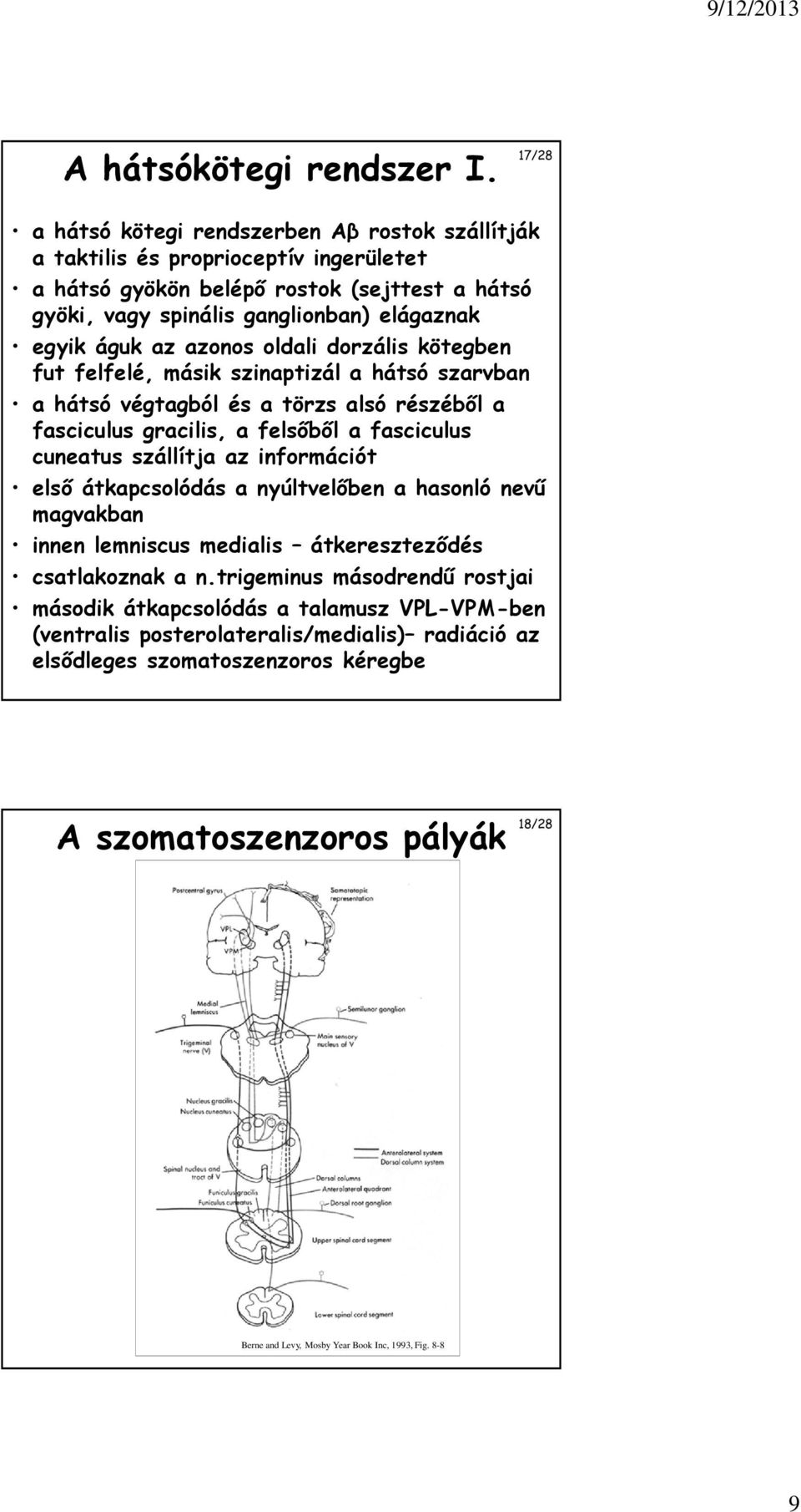 az azonos oldali dorzális kötegben fut felfelé, másik szinaptizál a hátsó szarvban a hátsó végtagból és a törzs alsó részéből a fasciculus gracilis, a felsőből a fasciculus cuneatus szállítja az