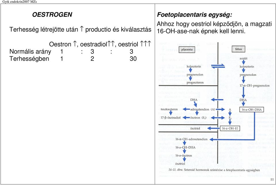 képződjön, a magzati 16-OH-ase-nak épnek kell lenni.