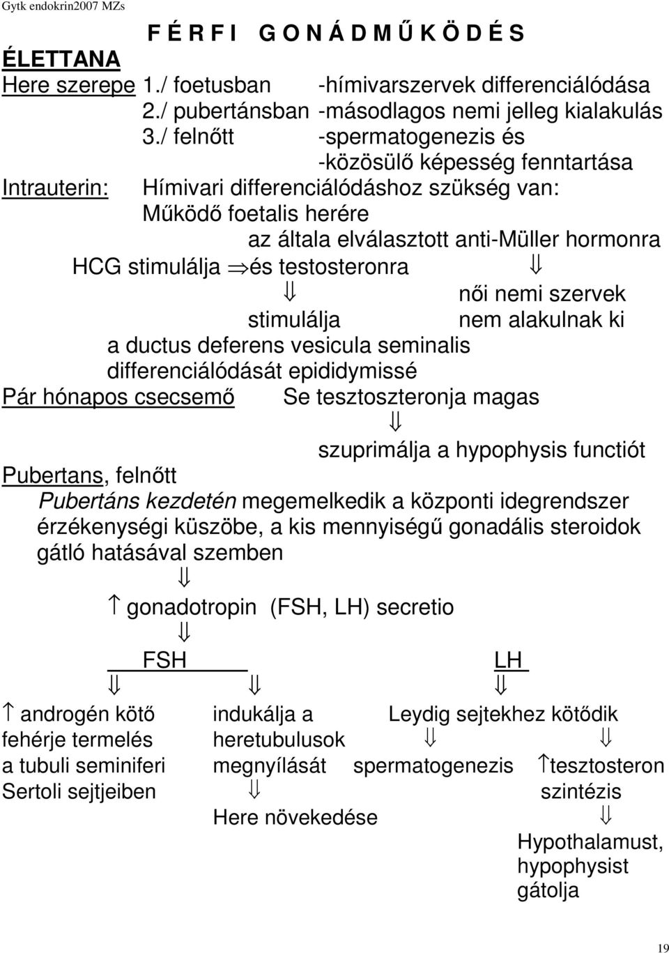 és testosteronra női nemi szervek stimulálja nem alakulnak ki a ductus deferens vesicula seminalis differenciálódását epididymissé Pár hónapos csecsemő Se tesztoszteronja magas szuprimálja a