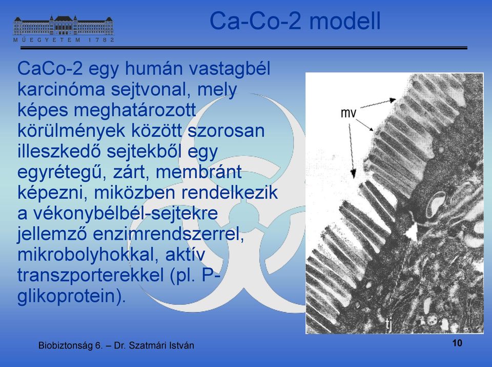 rendelkezik a vékonybélbél-sejtekre jellemző enzimrendszerrel, mikrobolyhokkal, aktív