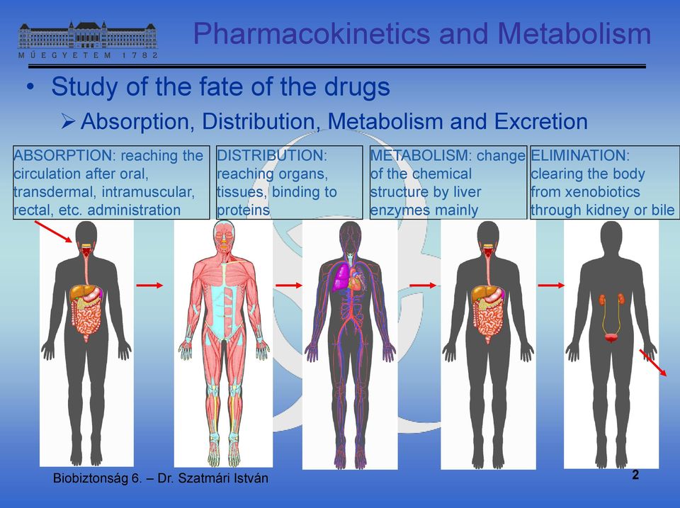 administration DISTRIBUTION: reaching organs, tissues, binding to proteins METABOLISM: change of the chemical