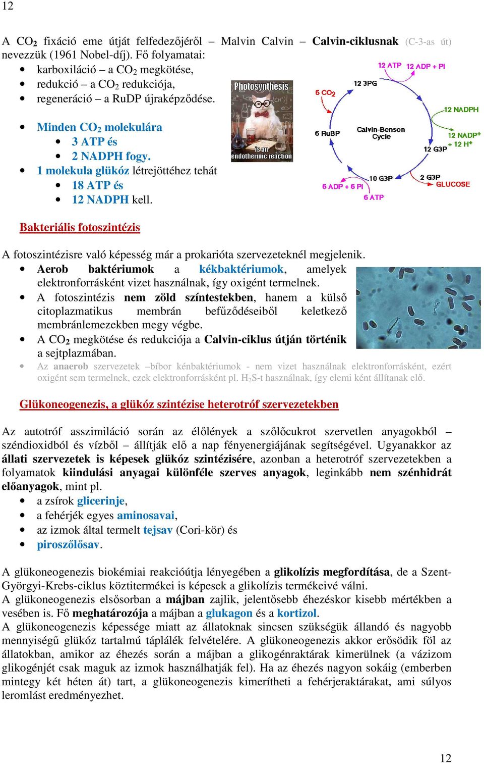 1 molekula glükóz létrejöttéhez tehát 18 ATP és 12 NADPH kell. Bakteriális fotoszintézis A fotoszintézisre való képesség már a prokarióta szervezeteknél megjelenik.