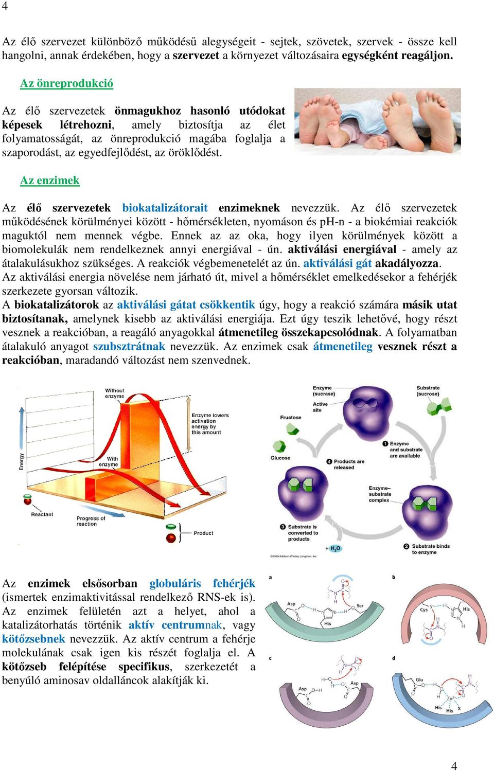 öröklődést. Az enzimek Az élő szervezetek biokatalizátorait enzimeknek nevezzük.