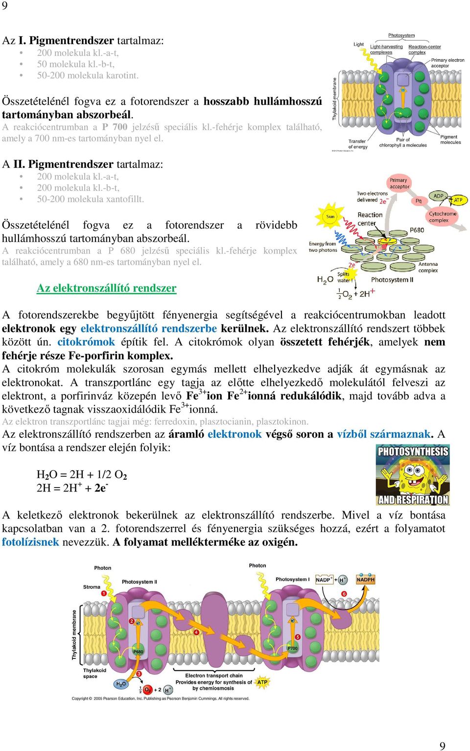 -b-t, 50-200 molekula xantofillt. Összetételénél fogva ez a fotorendszer a rövidebb hullámhosszú tartományban abszorbeál. A reakciócentrumban a P 680 jelzésű speciális kl.