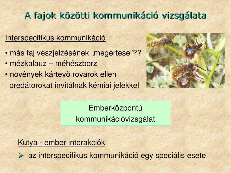 ? mézkalauz méhészborz növények kártevő rovarok ellen predátorokat invitálnak