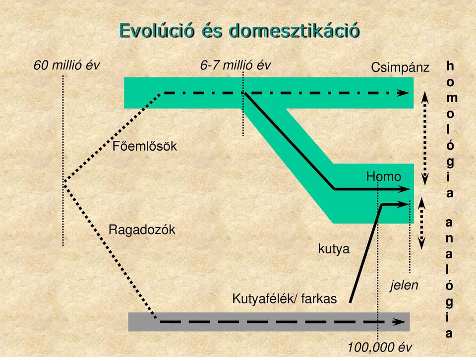 o m o l ó g i a Ragadozók kutya jelen