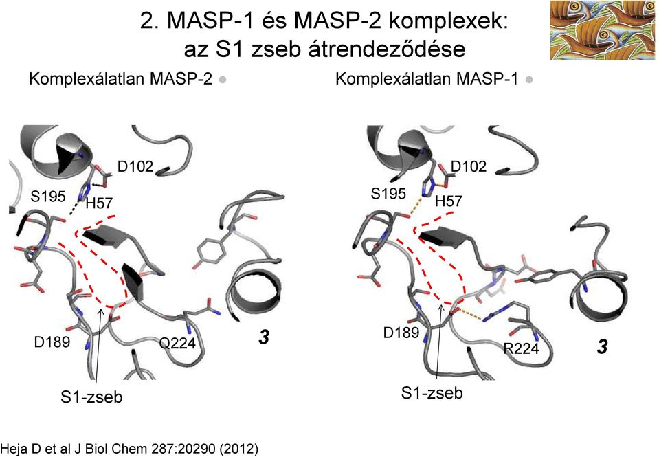 Komplexálatlan MASP-1 D102 D102 S195 H57 S195 H57