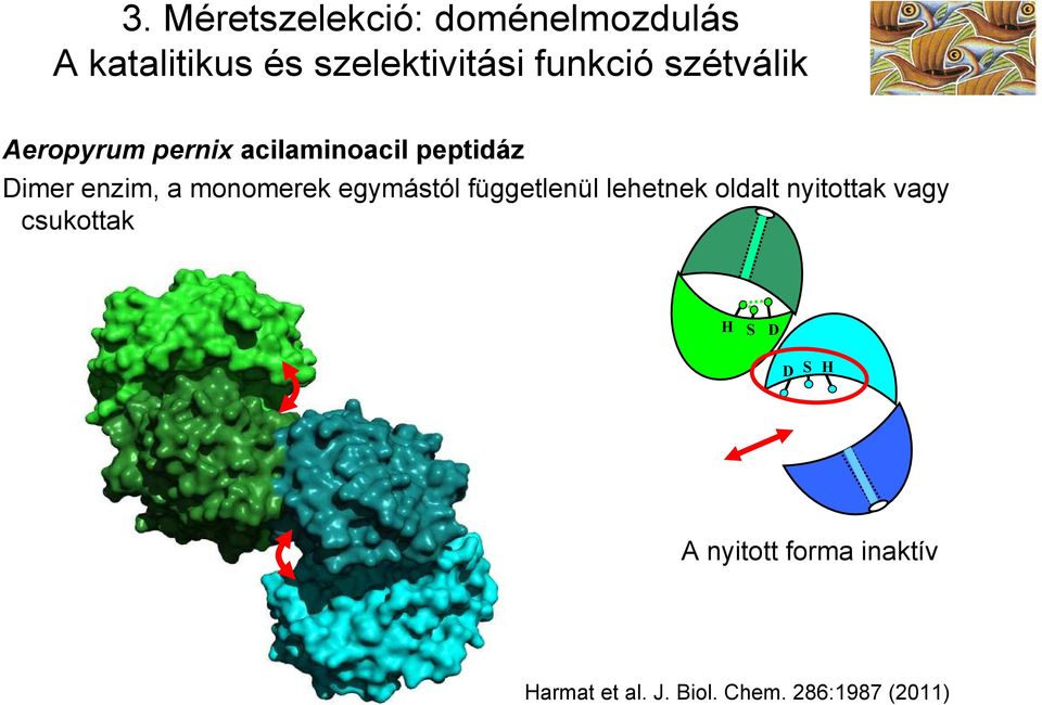 monomerek egymástól függetlenül lehetnek oldalt nyitottak vagy csukottak