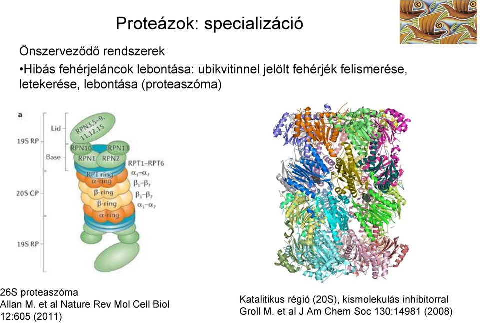 26S proteaszóma Allan M.