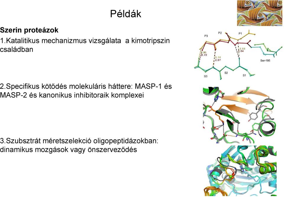 Specifikus kötődés molekuláris háttere: MASP-1 és MASP-2 és