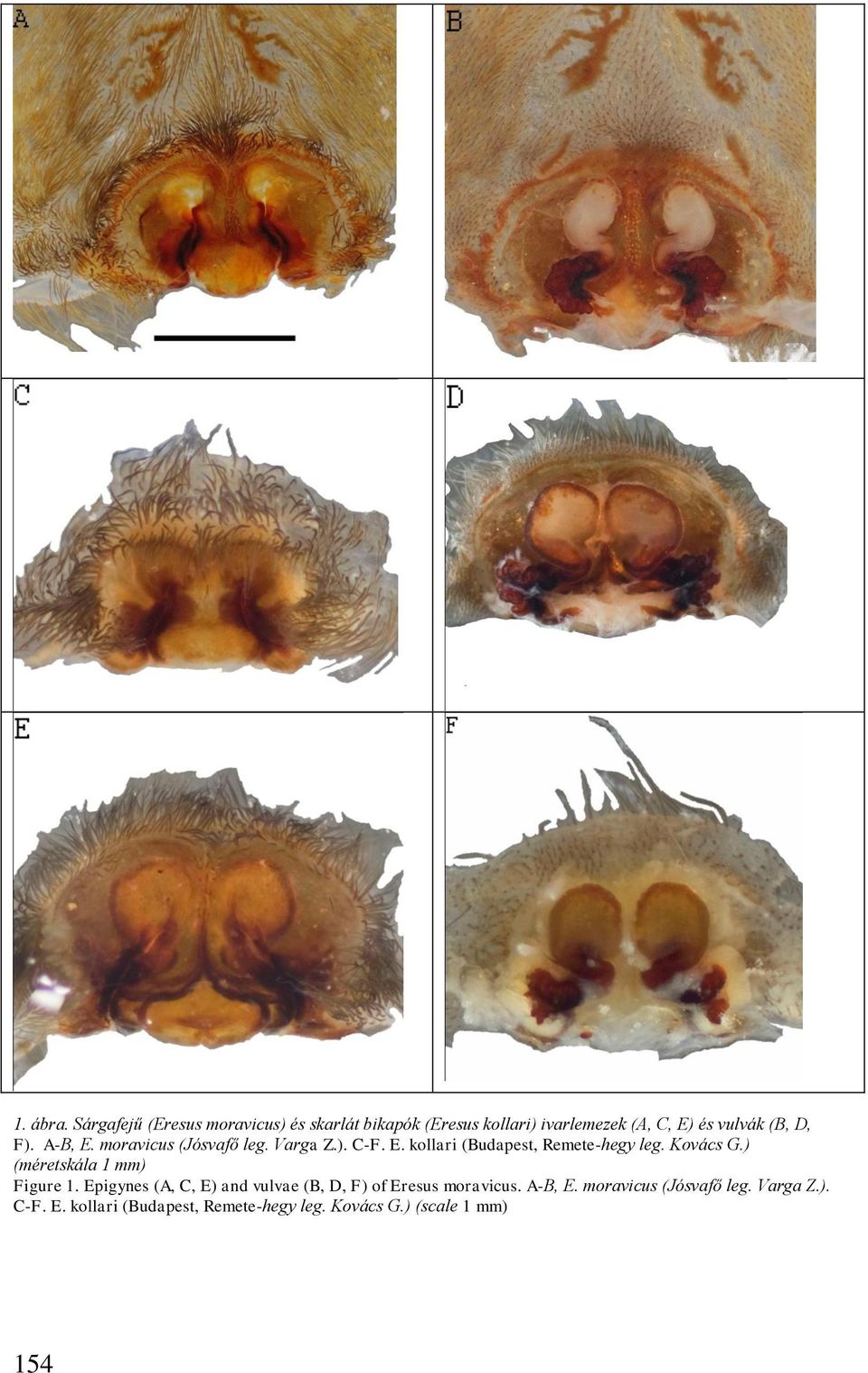 F). A-B, E. moravicus (Jósvafő leg. Varga Z.). C-F. E. kollari (Budapest, Remete-hegy leg. Kovács G.