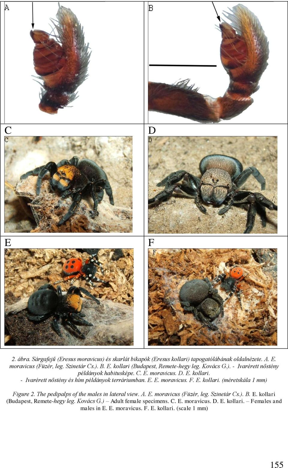 The pedipalps of the males in lateral view. A. E. moravicus (Füzér, leg. Szinetár Cs.). B. E. kollari (Budapest, Remete-hegy leg. Kovács G.) Adult female specimens.