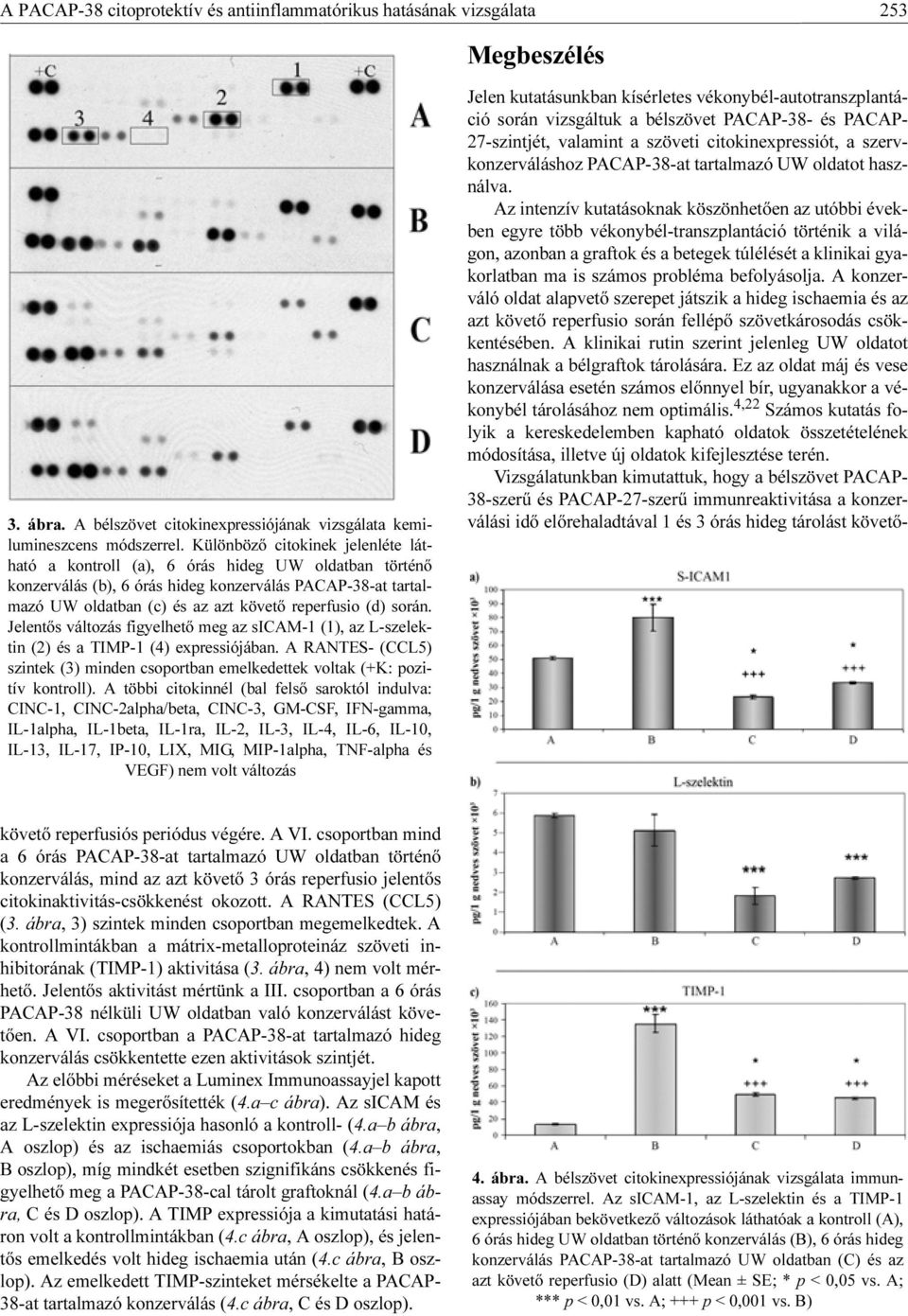 során. Jelentős változás figyelhető meg az sicam-1 (1), az L-szelektin (2) és a TIMP-1 (4) expressiójában. A RANTES- (CCL5) szintek (3) minden csoportban emelkedettek voltak (+K: pozitív kontroll).