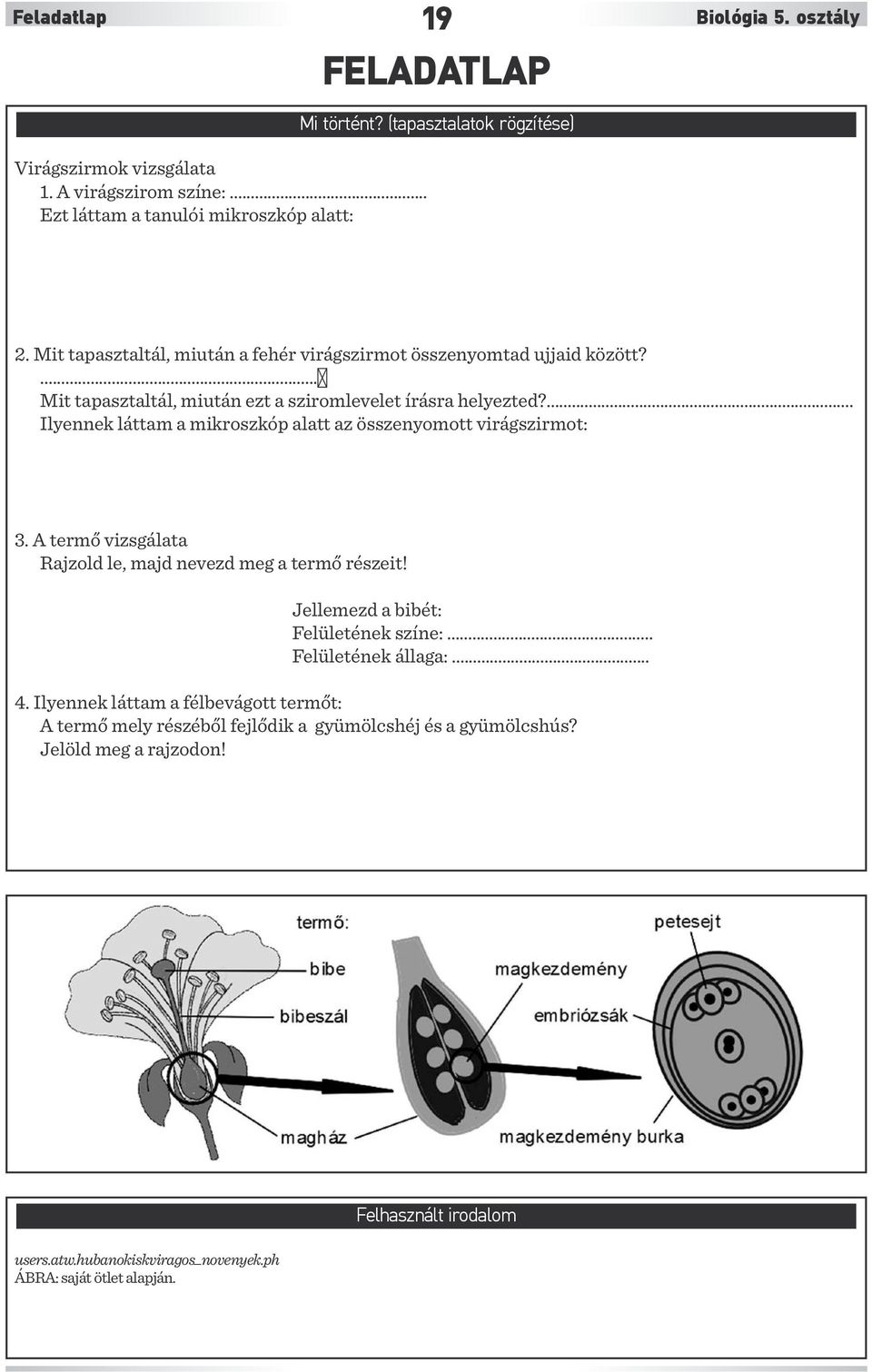 ... Ilyennek láttam a mikroszkóp alatt az összenyomott virágszirmot: 3. A termő vizsgálata Rajzold le, majd nevezd meg a termő részeit! Jellemezd a bibét: Felületének színe:.