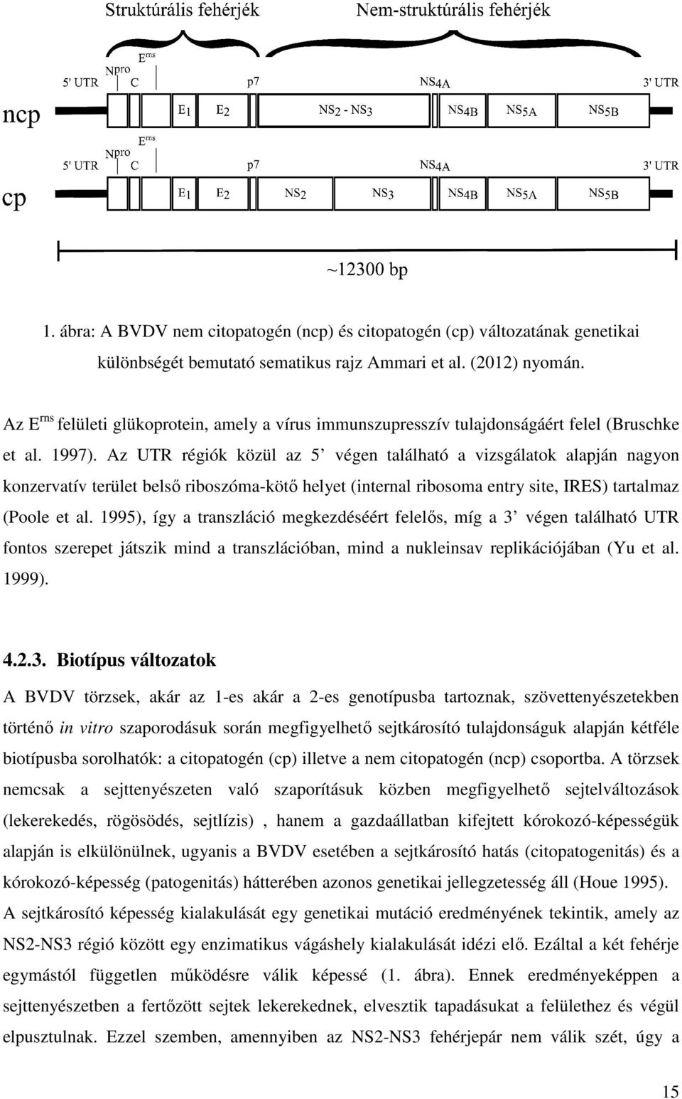 Az UTR régiók közül az 5 végen található a vizsgálatok alapján nagyon konzervatív terület belső riboszóma-kötő helyet (internal ribosoma entry site, IRES) tartalmaz (Poole et al.