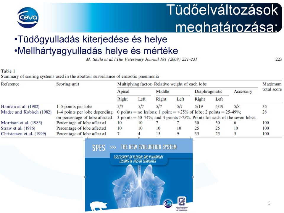 Mellhártyagyulladás helye