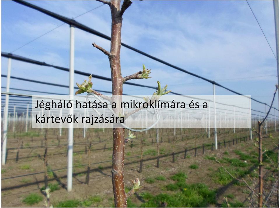 mikroklímára