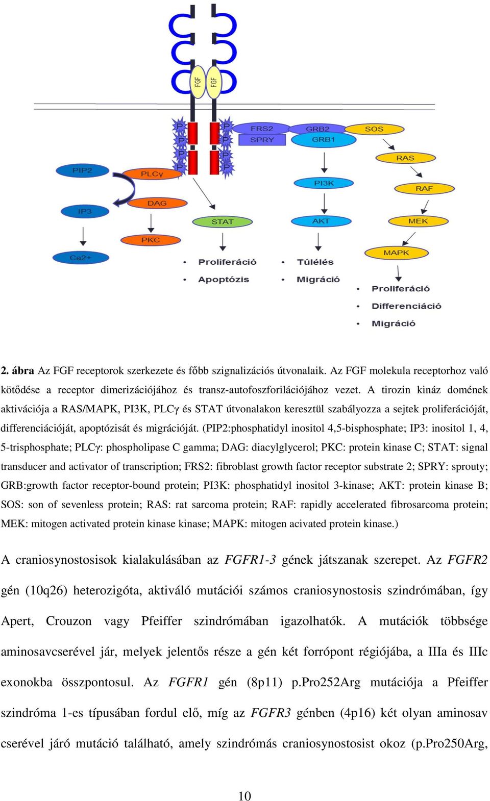 (PIP2:phosphatidyl inositol 4,5-bisphosphate; IP3: inositol 1, 4, 5-trisphosphate; PLCγ: phospholipase C gamma; DAG: diacylglycerol; PKC: protein kinase C; STAT: signal transducer and activator of