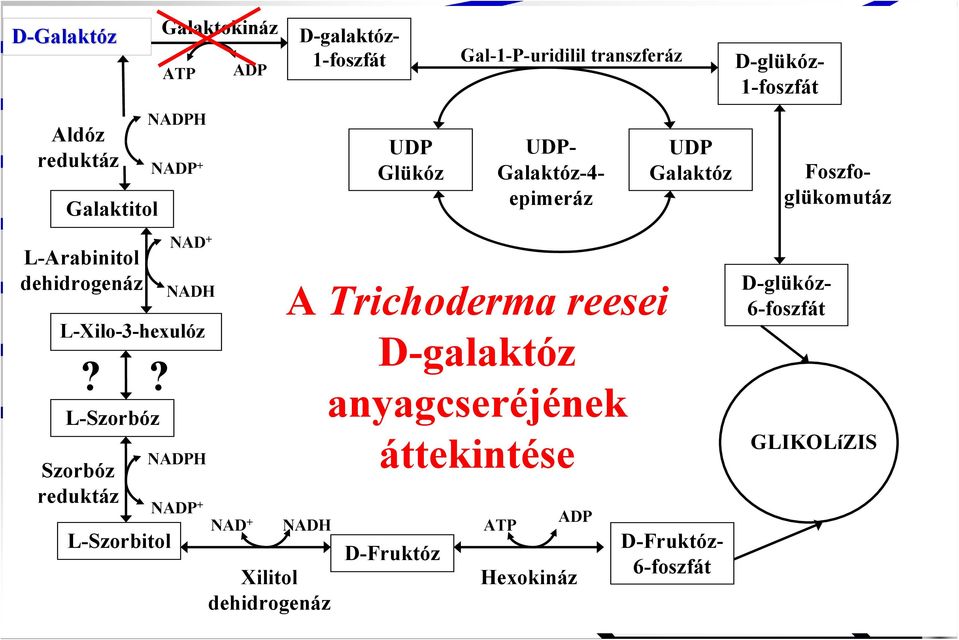 L-Xilo-3-hexulóz L-Szorbóz Szorbóz reduktáz?