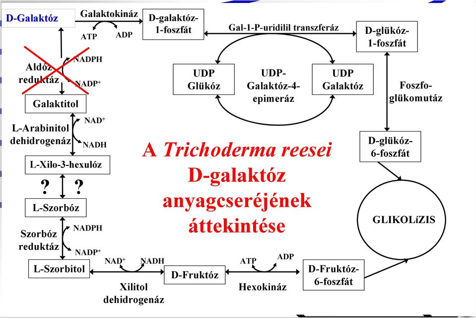 L-Xilo-3-hexulóz L-Szorbóz Szorbóz reduktáz?