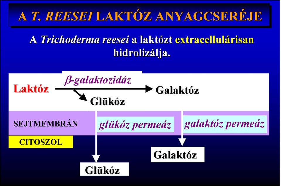 lja. Laktóz β-galaktozidáz Glükóz Galaktóz