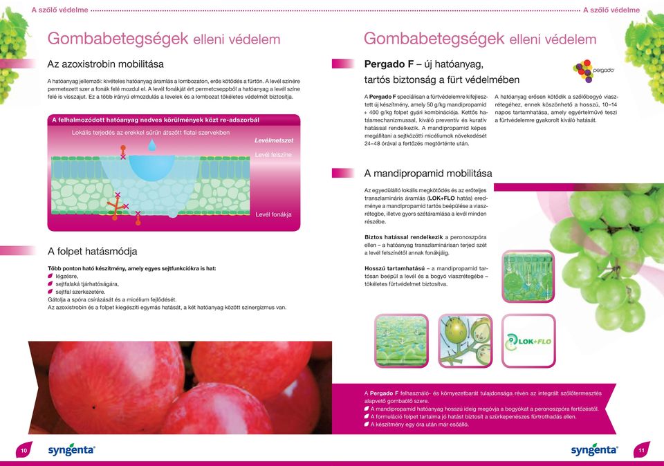 A felhalmozódott hatóanyag nedves körülmények közt re-adszorbál Lokális terjedés az erekkel sűrűn átszőtt fiatal szervekben Levélmetszet tartós biztonság a fürt védelmében A Pergado F speciálisan a