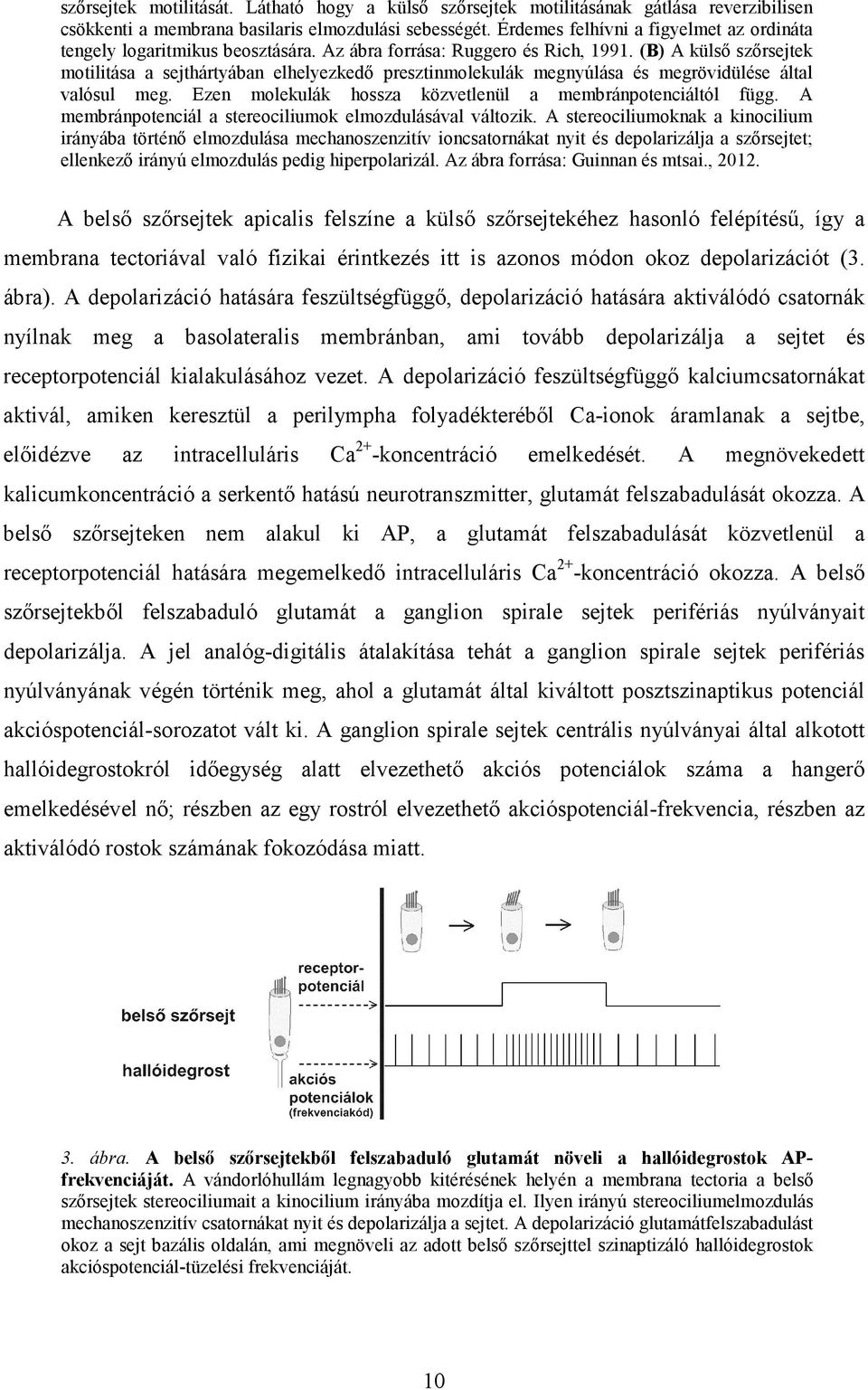 (B) A külső szőrsejtek motilitása a sejthártyában elhelyezkedő presztinmolekulák megnyúlása és megrövidülése által valósul meg. Ezen molekulák hossza közvetlenül a membránpotenciáltól függ.