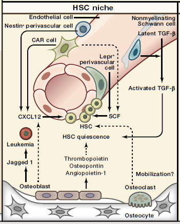 Takayanagi H, Cell Metabolism 21, March 3, 2015