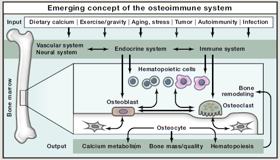 A komplex osteoimmun rendszer Takayanagi H, Cell Metabolism